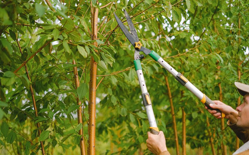 Tree trimming in Willard, UT